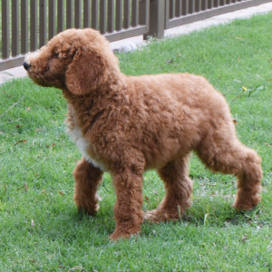 Poodle Puppy Shep