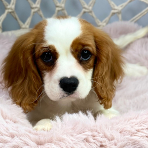 Cavalier King Charles Spaniel Puppy Jazz