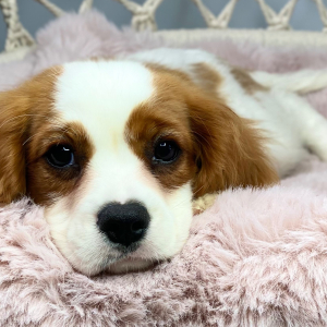 Cavalier King Charles Spaniel Puppy Jazz
