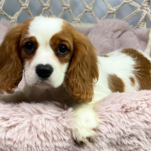 Cavalier King Charles Spaniel Puppy Jazz