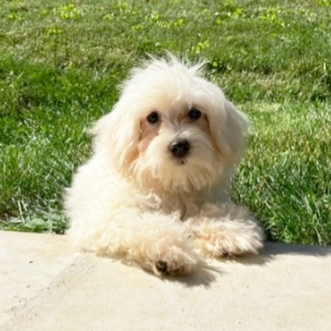 Maltipoo Puppy Remington