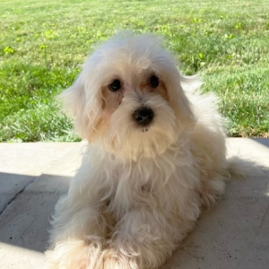 Maltipoo Puppy Remington