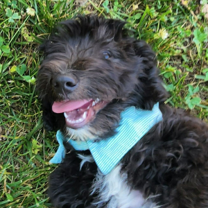 Aussiedoodle Puppy Ashish