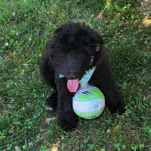 Aussiedoodle Puppy Ashish