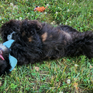 Aussiedoodle Puppy Ashish