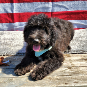 Aussiedoodle Puppy Ashish