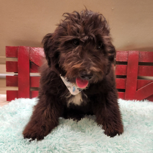Aussiedoodle Puppy Ashish