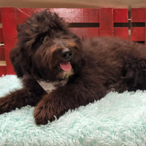 Aussiedoodle Puppy Ashish