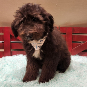 Aussiedoodle Puppy Ashish