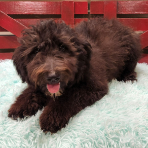 Aussiedoodle Puppy Ashish