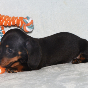 Dachshund Puppy Sara