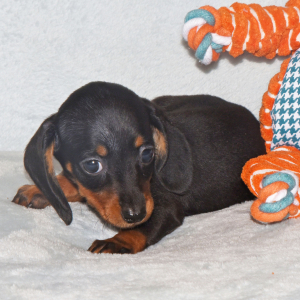 Dachshund Puppy Sara