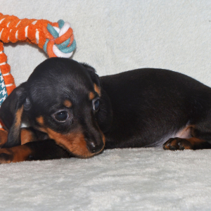 Dachshund Puppy Sara