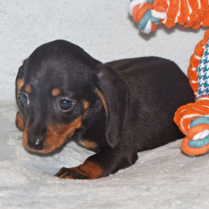 Dachshund Puppy Sara