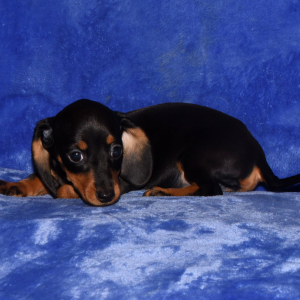 Dachshund Puppy Sara