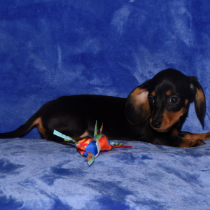 Dachshund Puppy Sara