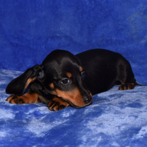 Dachshund Puppy Sara