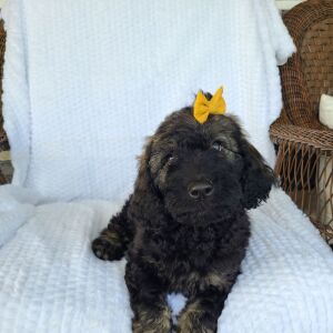 Labradoodle Puppy Barbie
