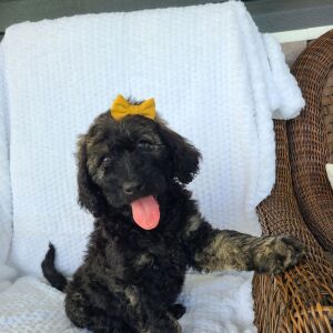 Labradoodle Puppy Barbie