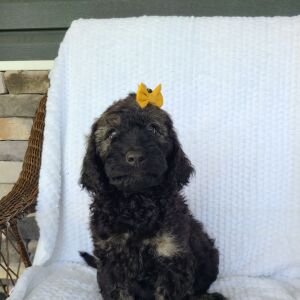 Labradoodle Puppy Barbie