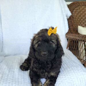 Labradoodle Puppy Barbie