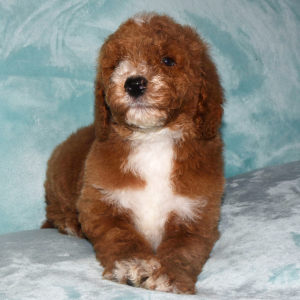 Poodle Puppy Ryel