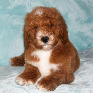 Poodle Puppy Ryel
