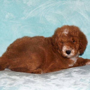 Poodle Puppy Ryel