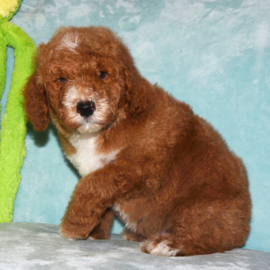 Poodle Puppy Ryel
