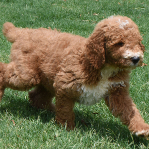 Poodle Puppy Ryel