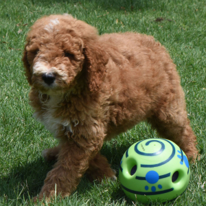 Poodle Puppy Ryel