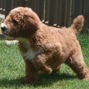 Poodle Puppy Ryel