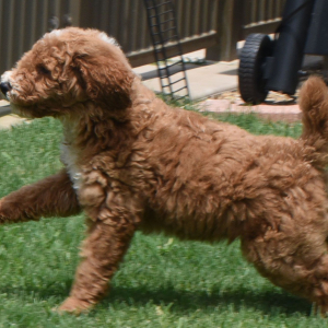Poodle Puppy Ryel