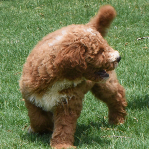 Poodle Puppy Ryel