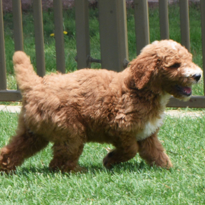 Poodle Puppy Ryel