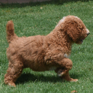 Poodle Puppy Ryel