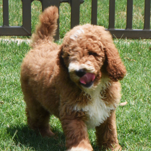 Poodle Puppy Ryel