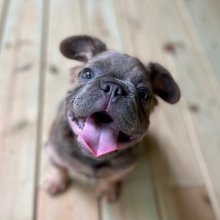 French Bulldog Puppy Fluffy Bean