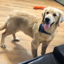 Golden Retriever Puppy Martila