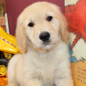 Golden Retriever Puppy Trey