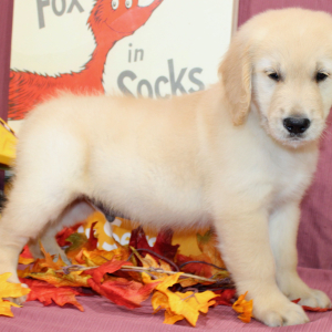 Golden Retriever Puppy Trey
