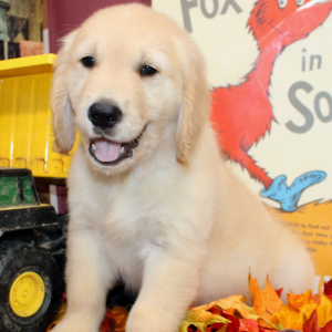 Golden Retriever Puppy Trey
