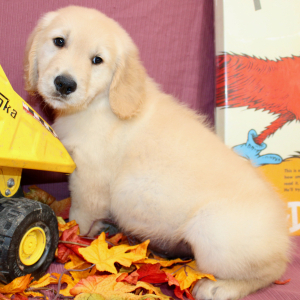 Golden Retriever Puppy Trey