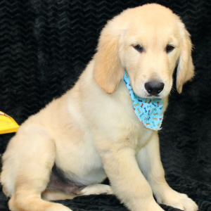 Golden Retriever Puppy Trey