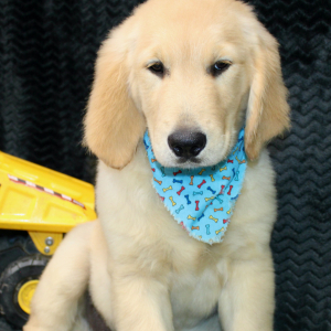 Golden Retriever Puppy Trey