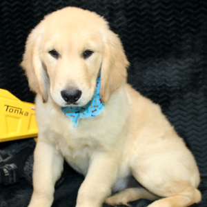 Golden Retriever Puppy Trey