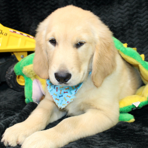 Golden Retriever Puppy Trey