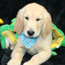 Golden Retriever Puppy Trey