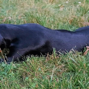 Doberman Pinscher Puppy Faith