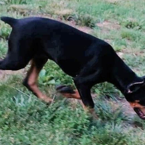 Doberman Pinscher Puppy Faith